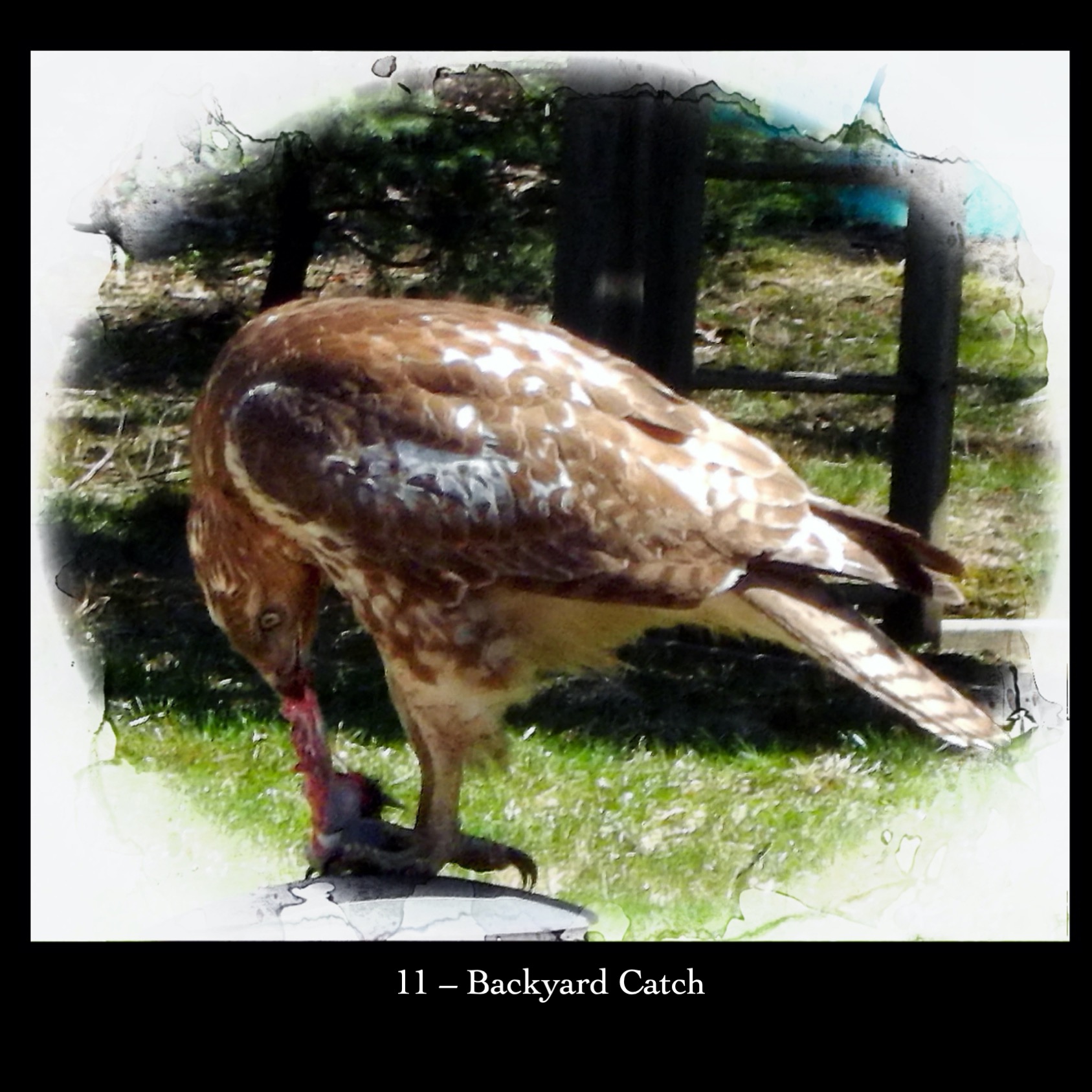 11   Backyard Catch
